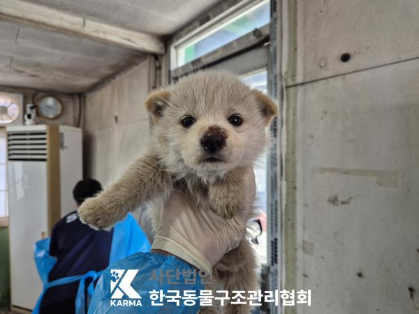 한국동물구조관리협회_441409202500547