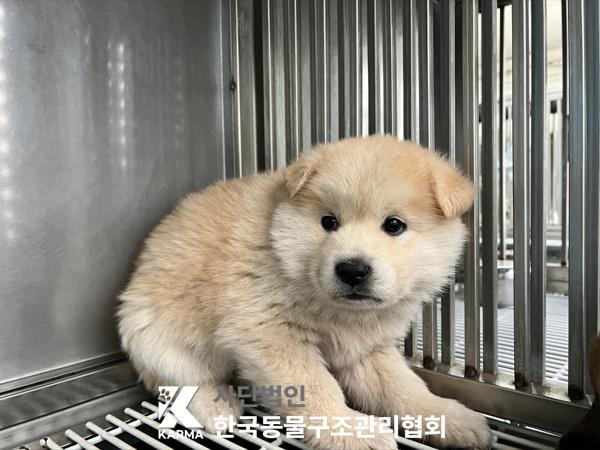 한국동물구조관리협회_441409202500538