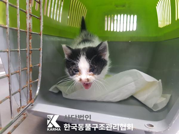 한국동물구조관리협회_441398202500206
