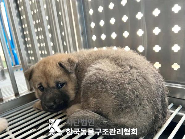 한국동물구조관리협회_441409202500539