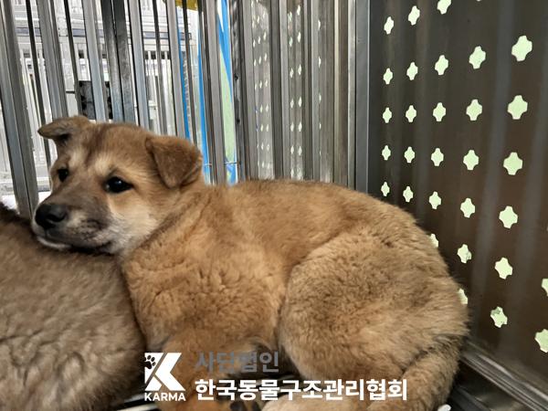 종료(자연사) 믹스…