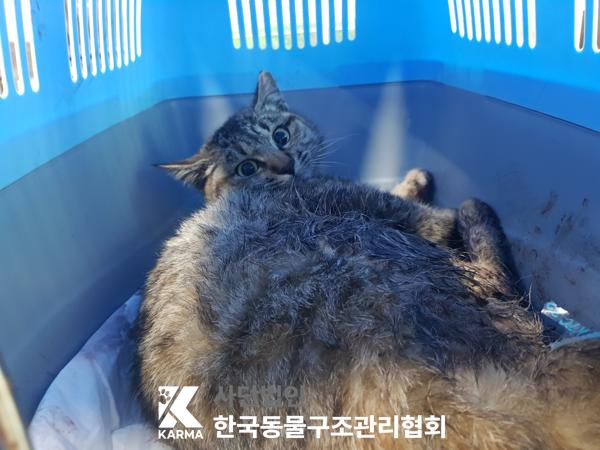 한국동물구조관리협회_411317202500141