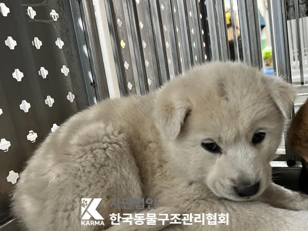 한국동물구조관리협회_441409202500544