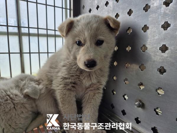 한국동물구조관리협회_441409202500551