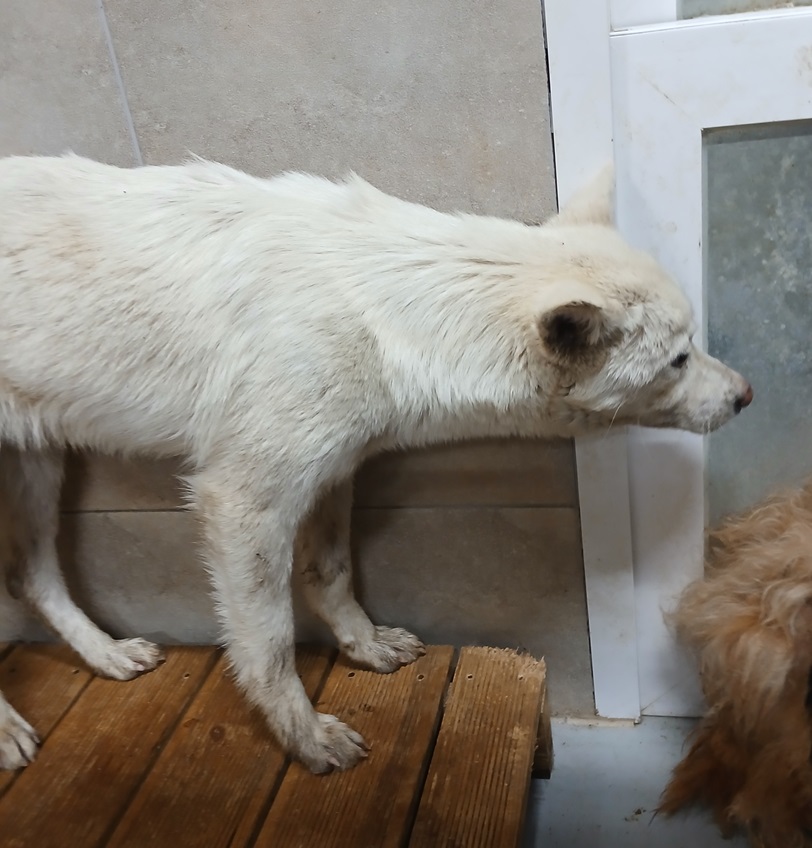 김천시 동물보호센터_447506202500119