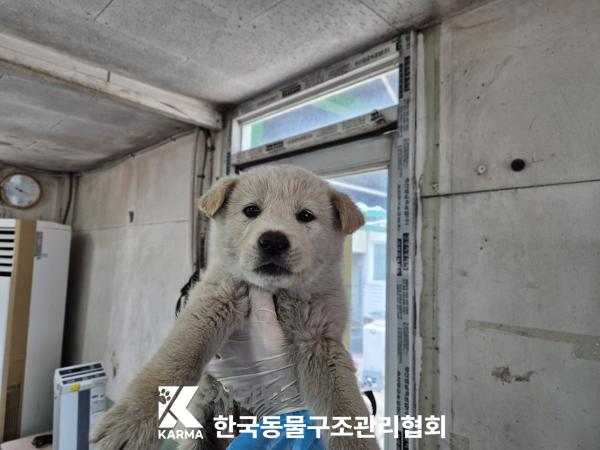 한국동물구조관리협회_441409202500553