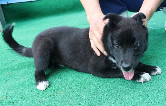 제주 동물보호센터_450650202500875