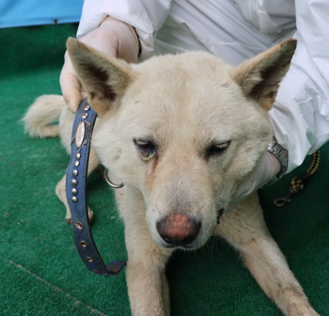 제주 동물보호센터_450650202500876