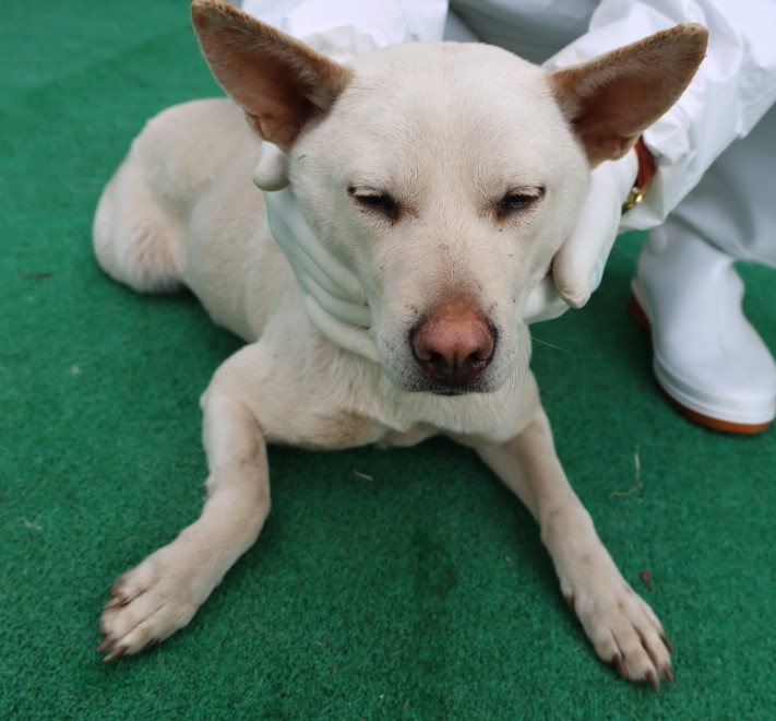 제주 동물보호센터_450650202500871