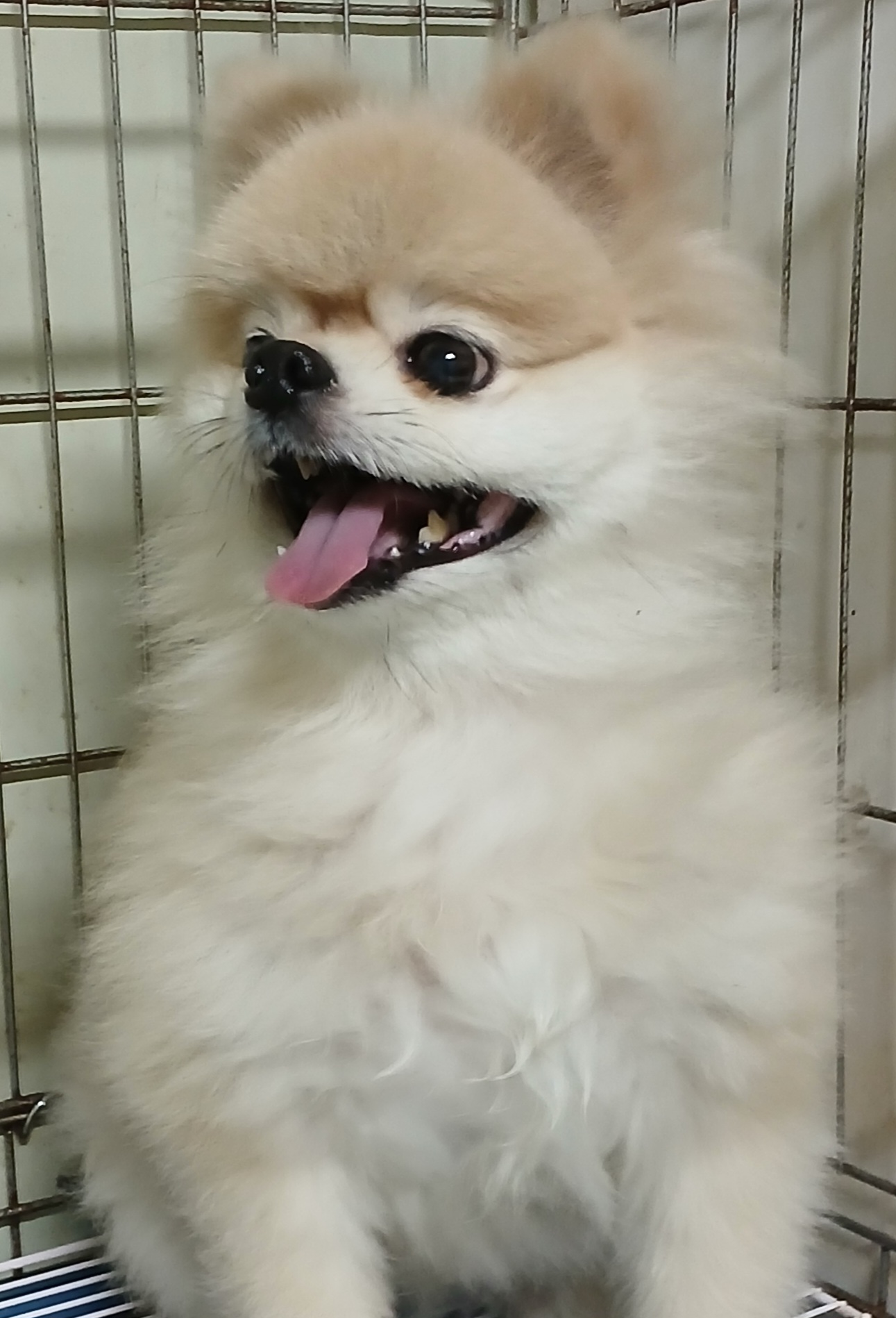 대구유기동물보호센터_427342202500331