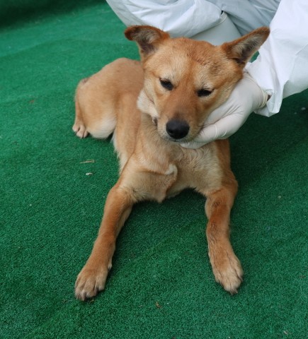 제주 동물보호센터_450650202500870