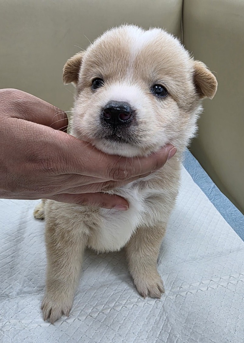 제주 동물보호센터_450650202500860