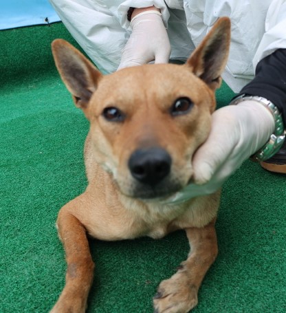 제주 동물보호센터_450650202500872