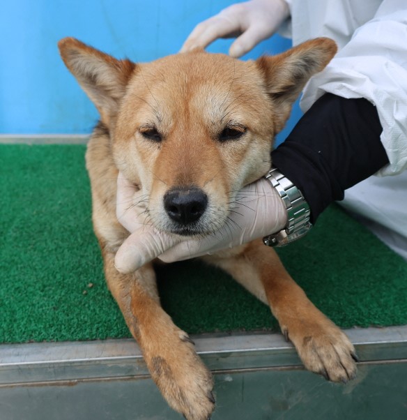 제주 동물보호센터_450650202500867