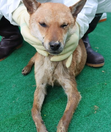 제주 동물보호센터_450650202500868