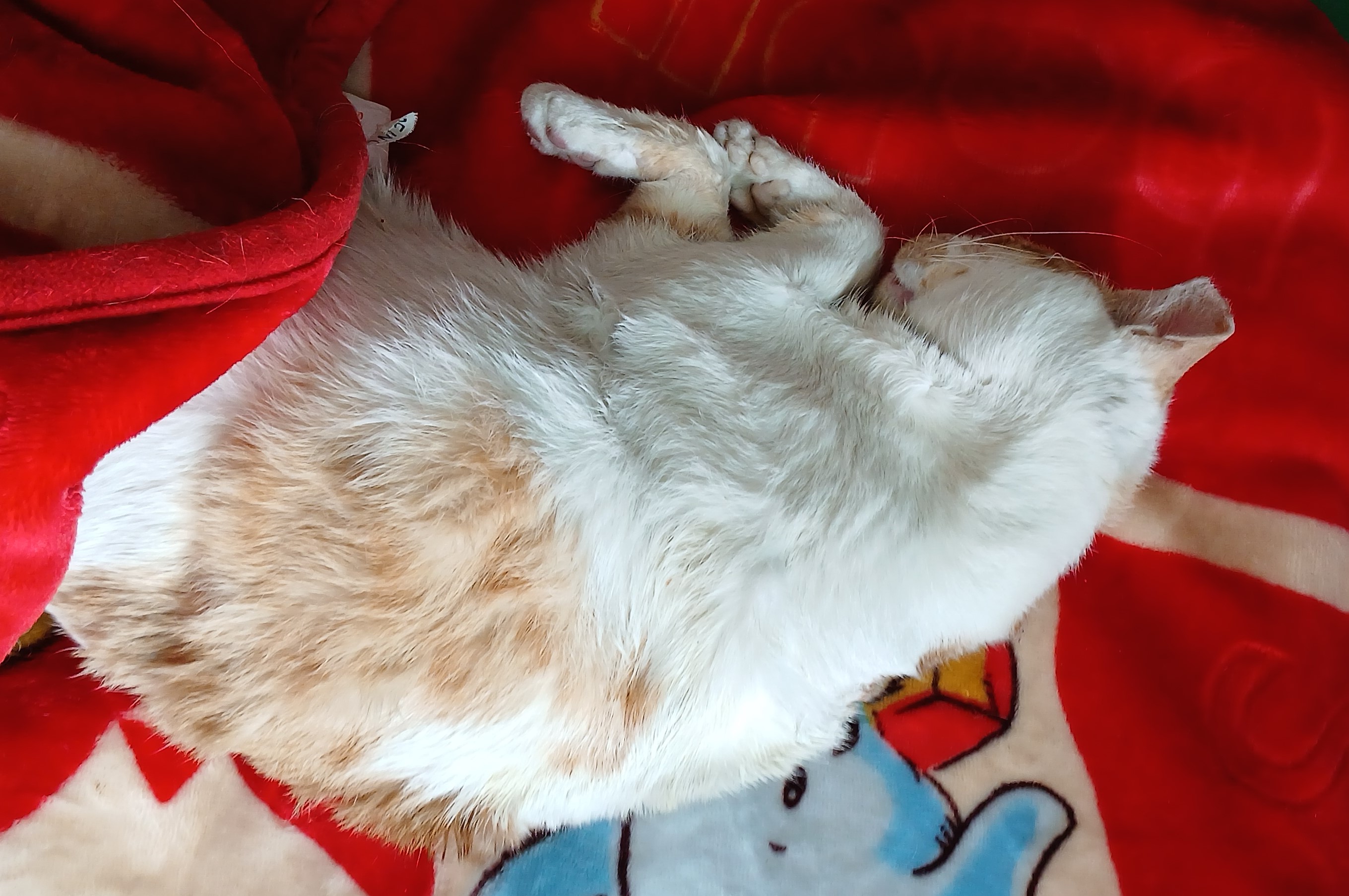 대구유기동물보호협회_427347202500270