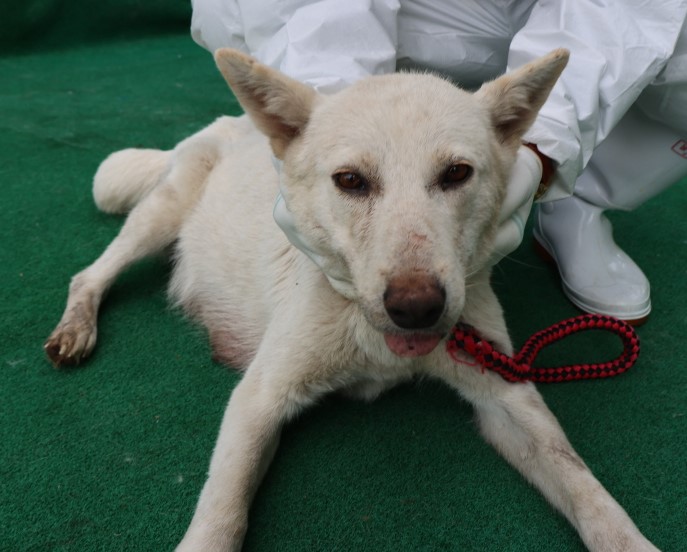 제주 동물보호센터_450650202500879