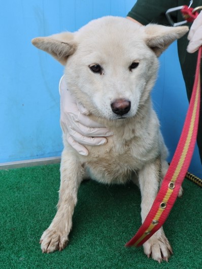 제주 동물보호센터_450650202500878