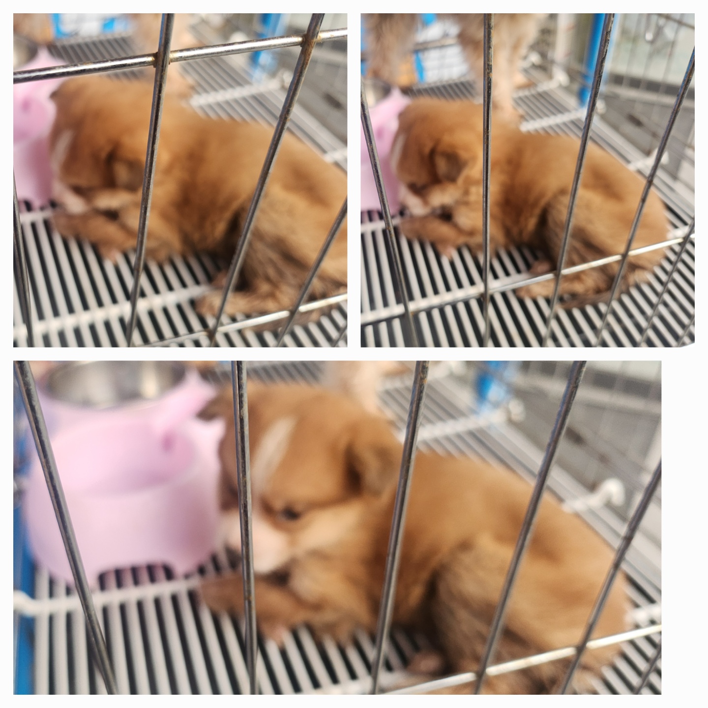 종합축산_447512202500305