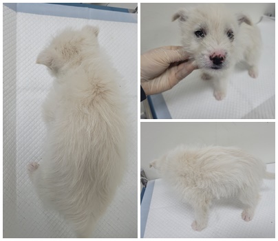 논산시 동물보호센터_444454202500532