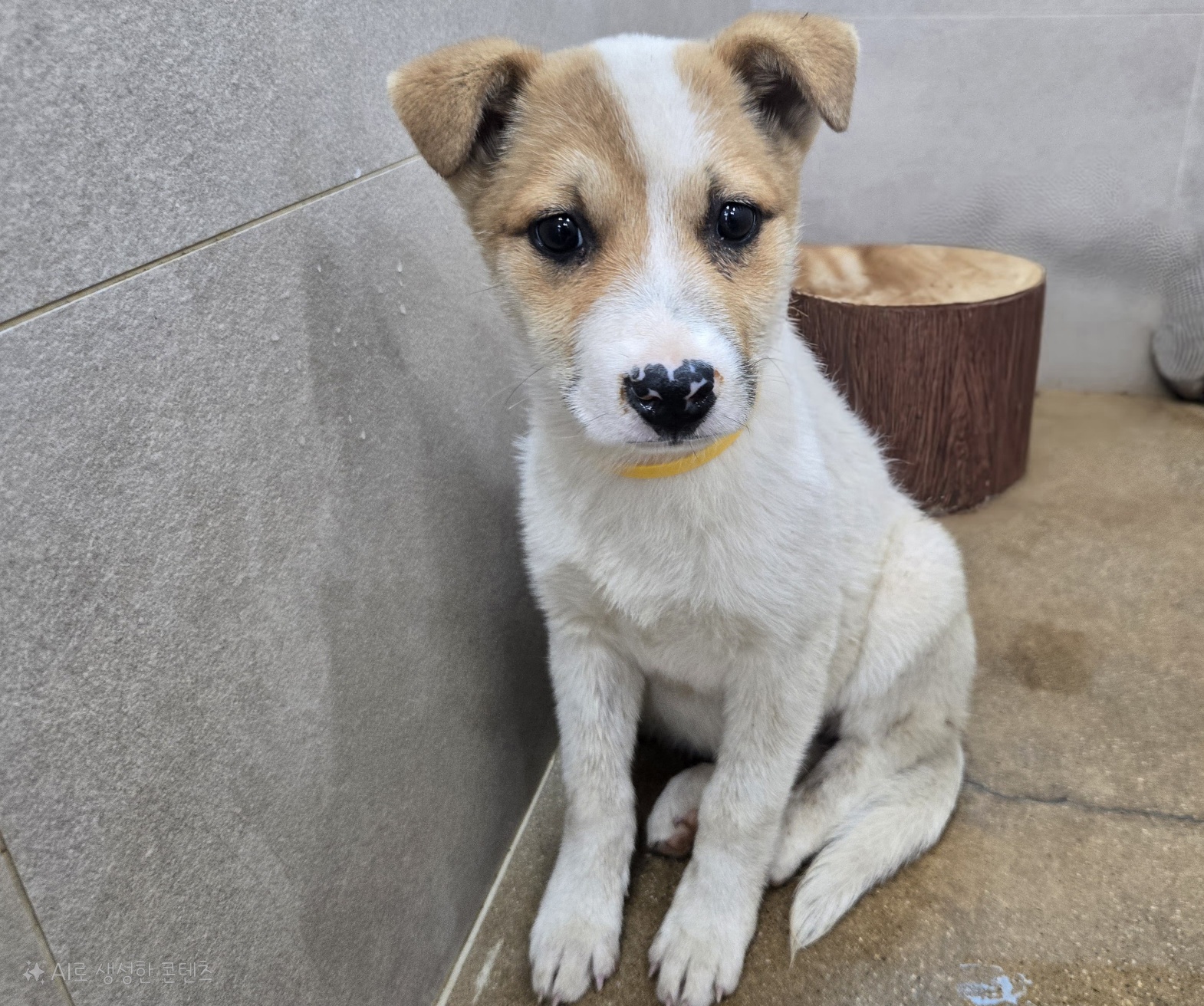 고양시동물보호센터_441394202500678