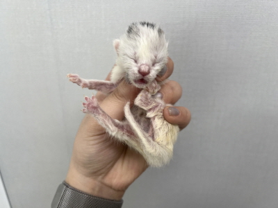 (사)동부동물보호협회_426331202500121