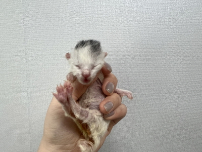 (사)동부동물보호협회_426331202500122