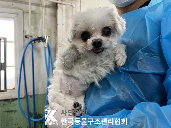 종료(반환) 말티즈…
