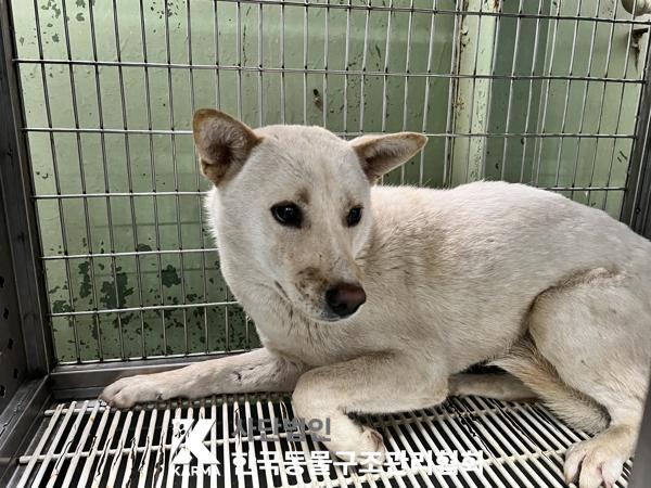 한국동물구조관리협회_441409202500556