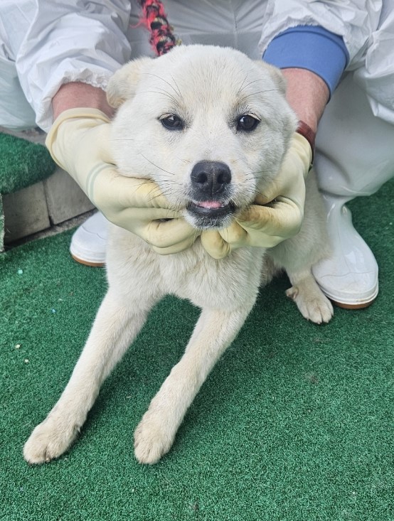 제주 동물보호센터_450650202500884