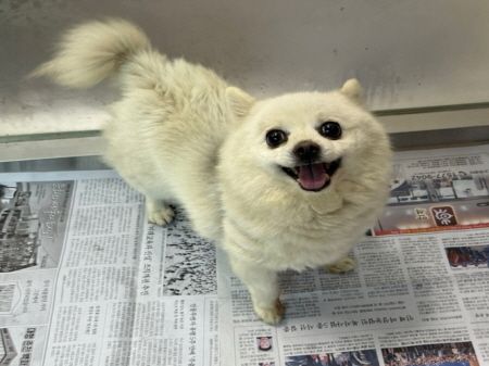 원주시동물보호센터_442419202500198