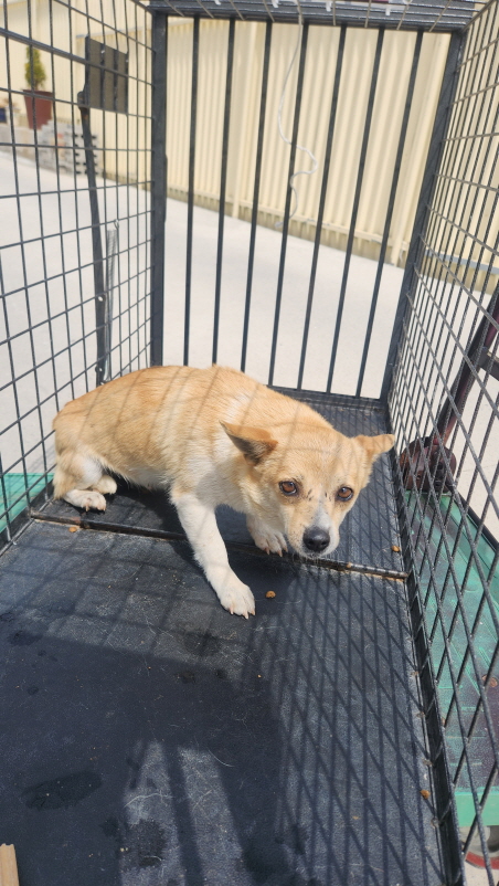 익산유기동물보호소_445468202500952