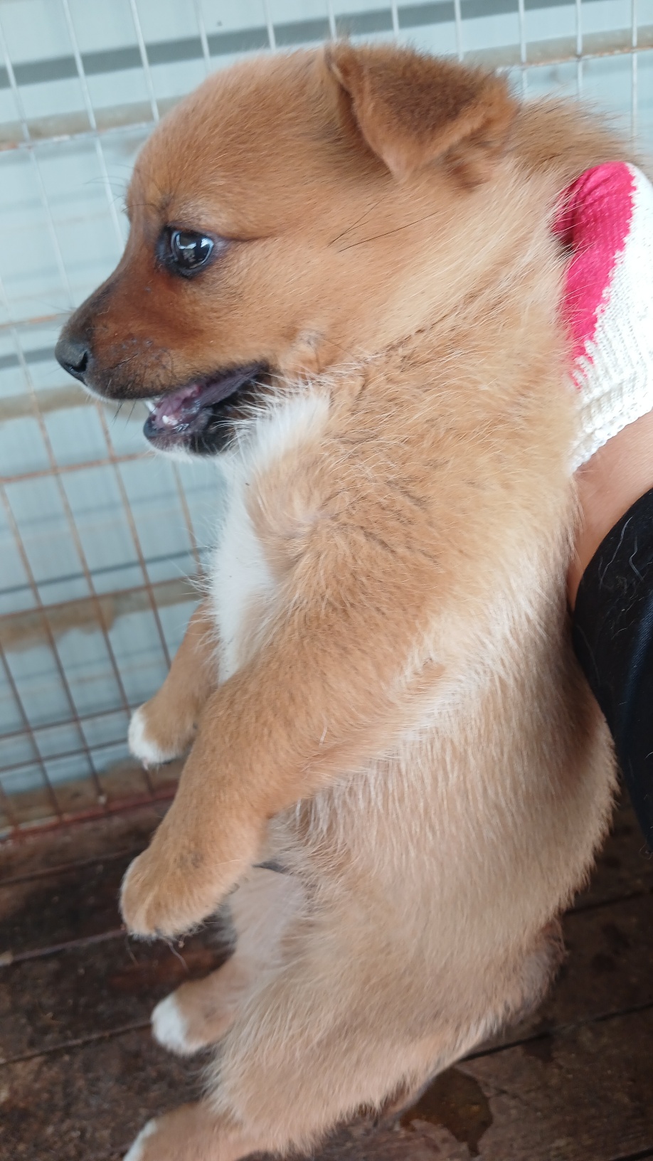 임실유기동물보호센터_445476202500174