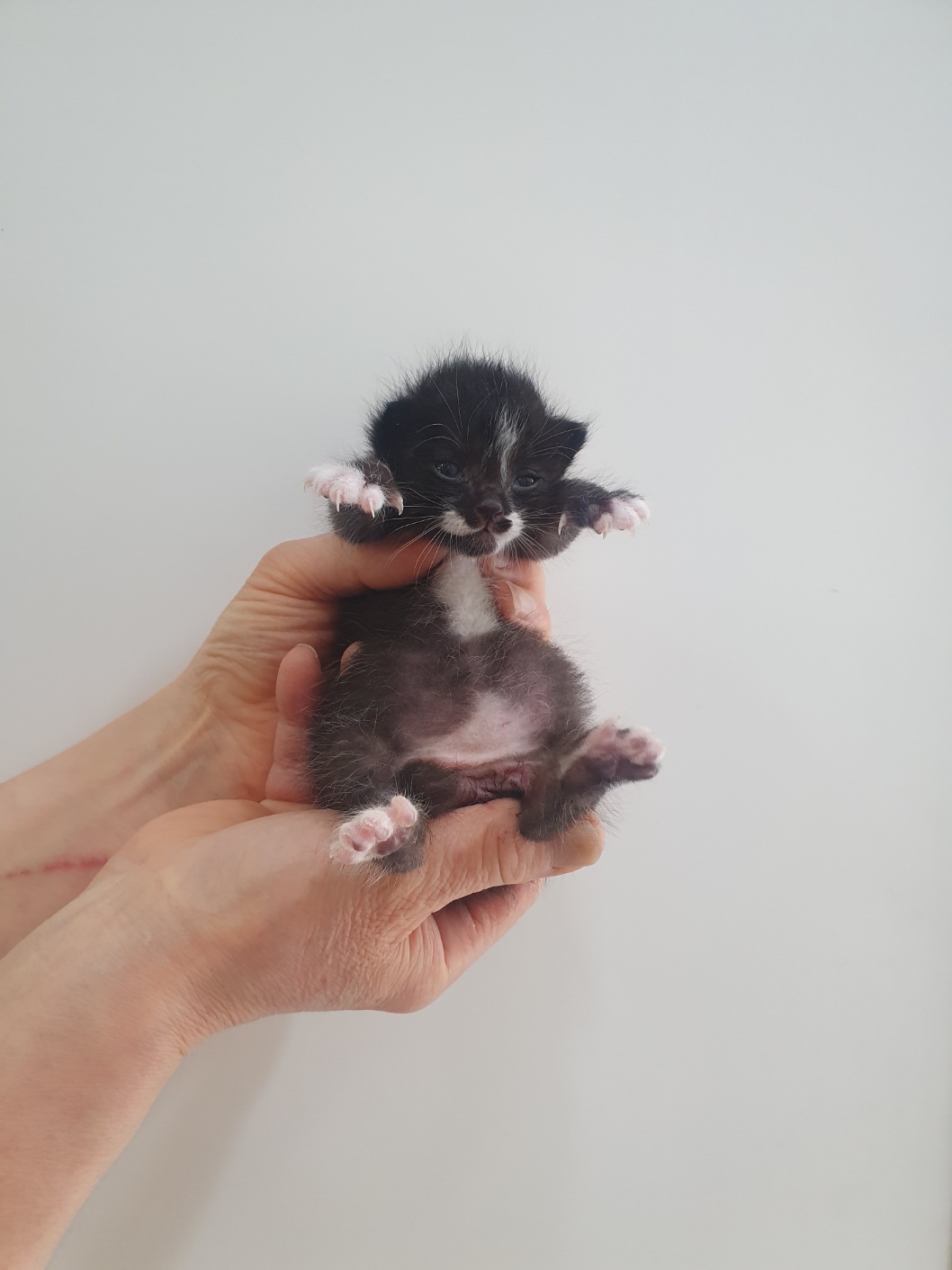 [고양이] 한국 고양이 대구-수성-2025-00112 유기동물 배경 이미지 입니다.