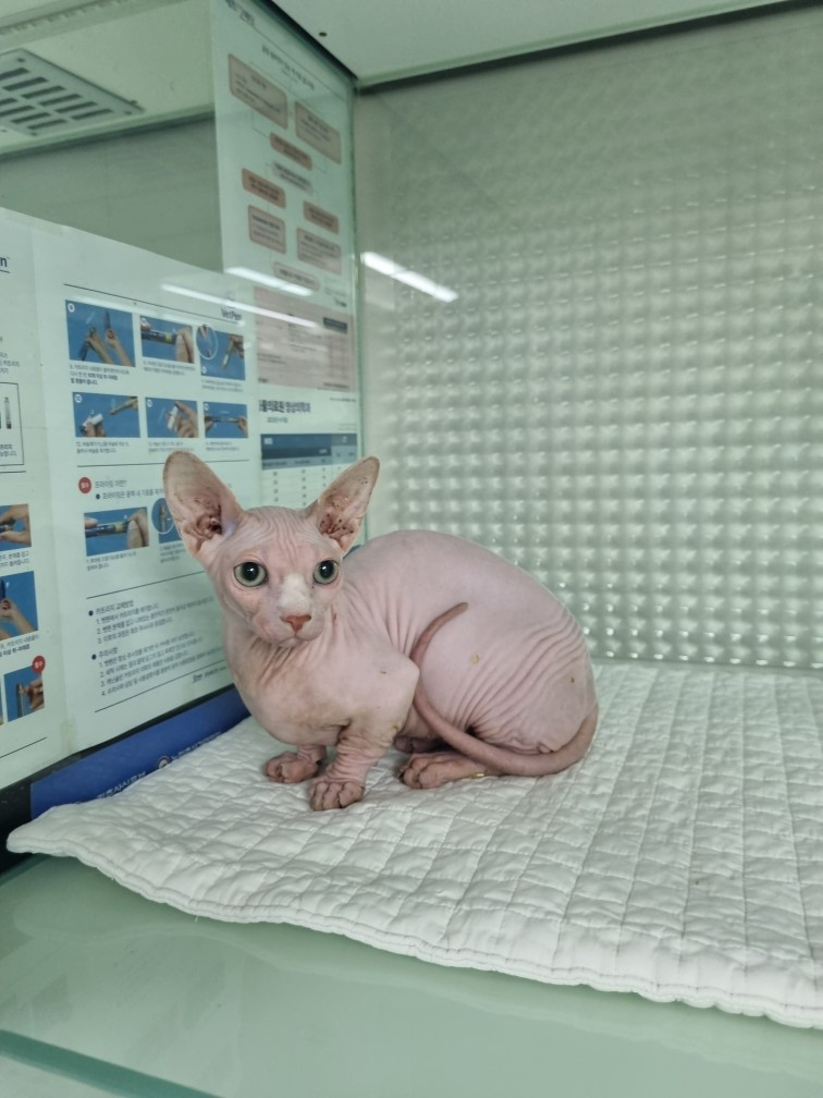 신공항동물병원_428349202500282