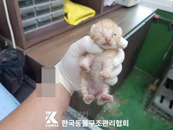한국동물구조관리협회_411310202500290