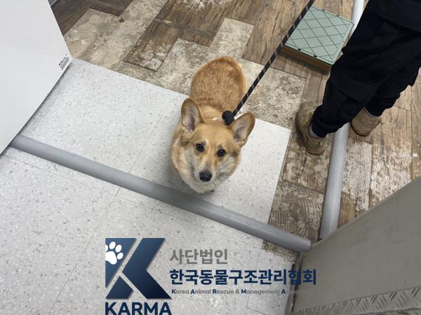 종료(반환) 웰시 …