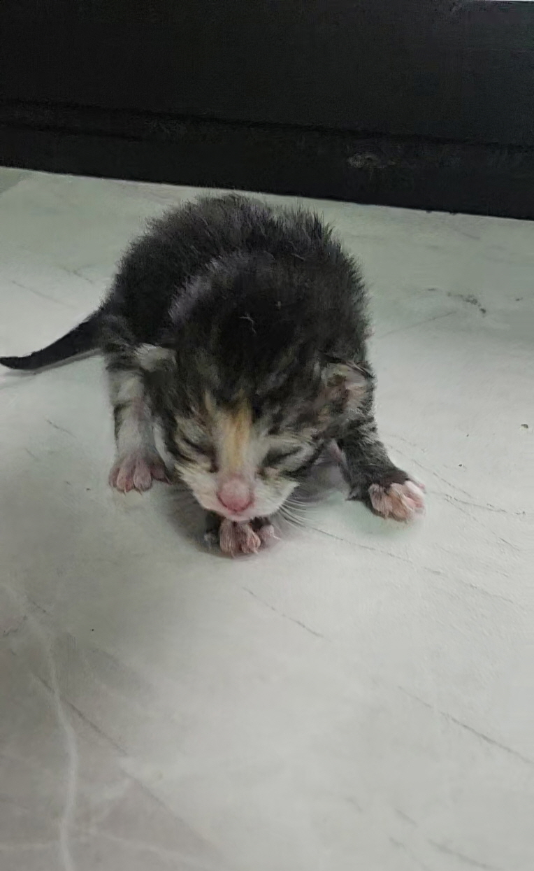 보호중 한국 고양이…