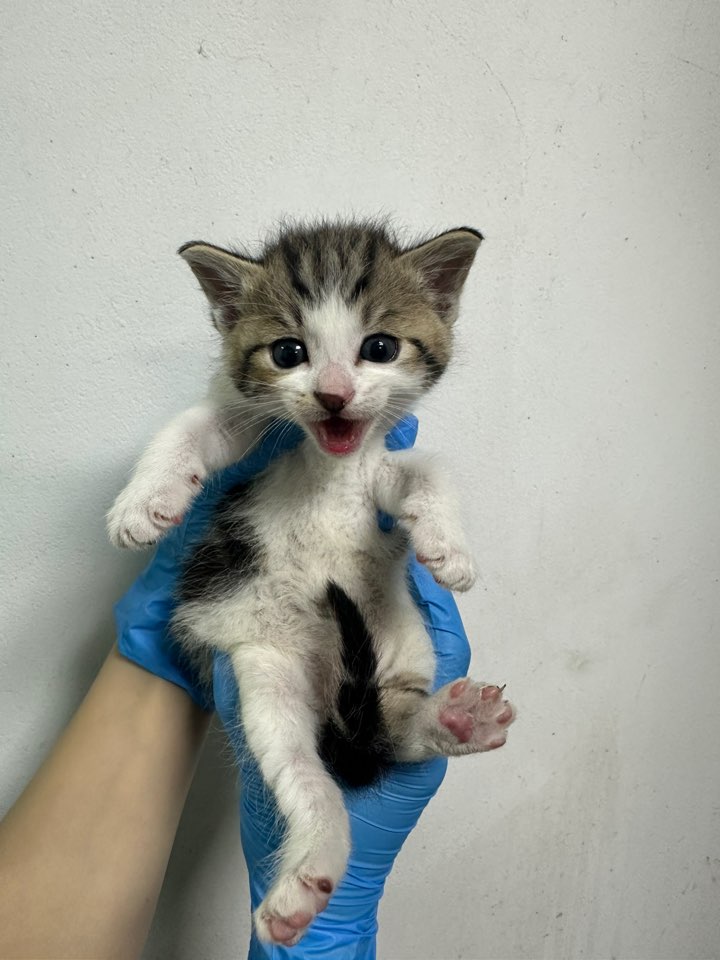 반려동물보호센터_443571202501534