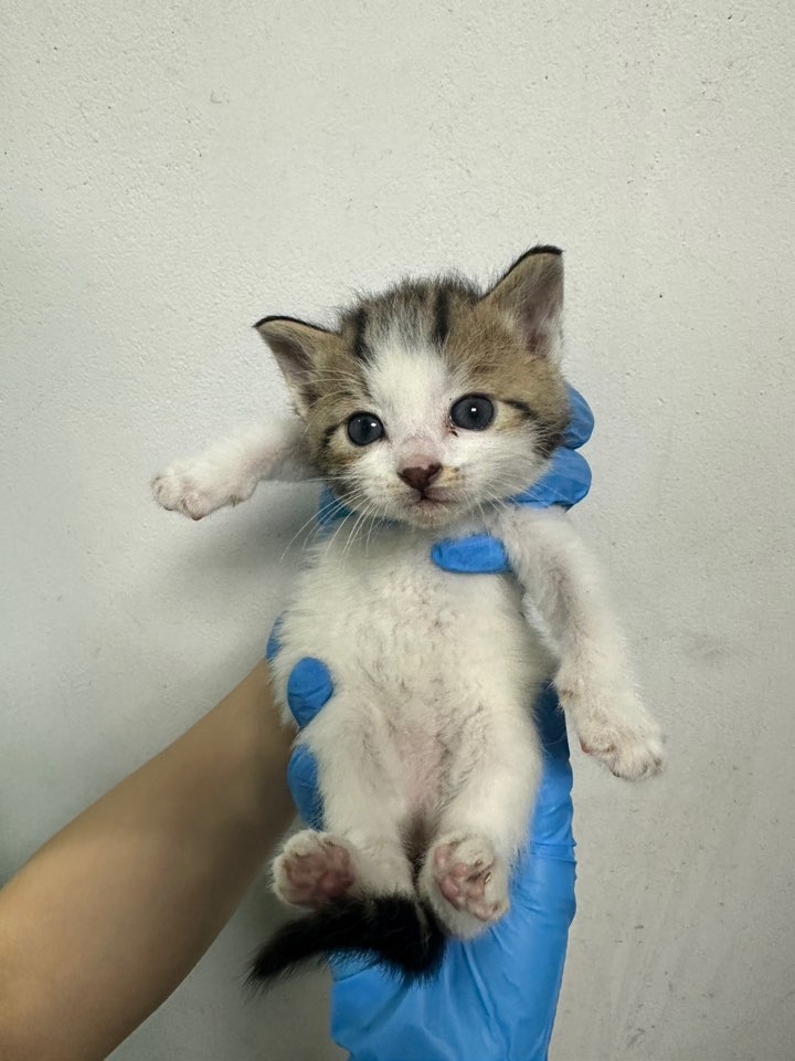 반려동물보호센터_443571202501535