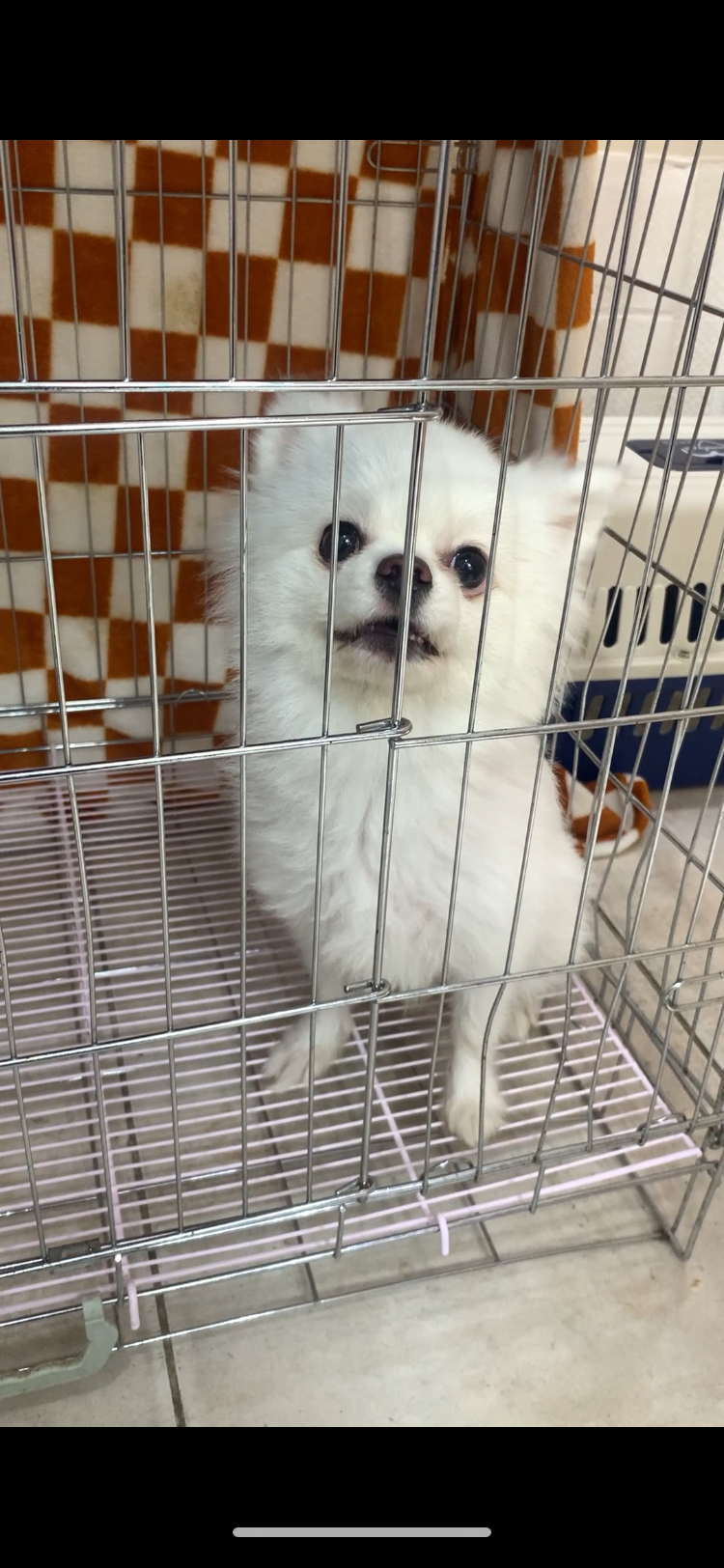 늘푸른동물병원_428354202500290