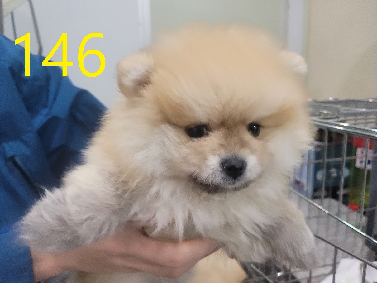 신영재동물병원_428355202500173