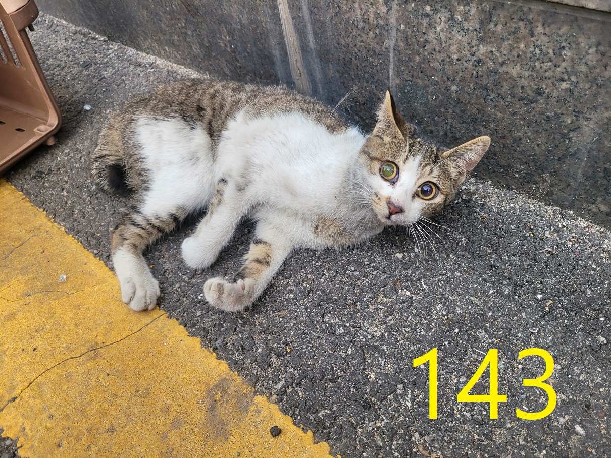 신영재동물병원_428355202500170