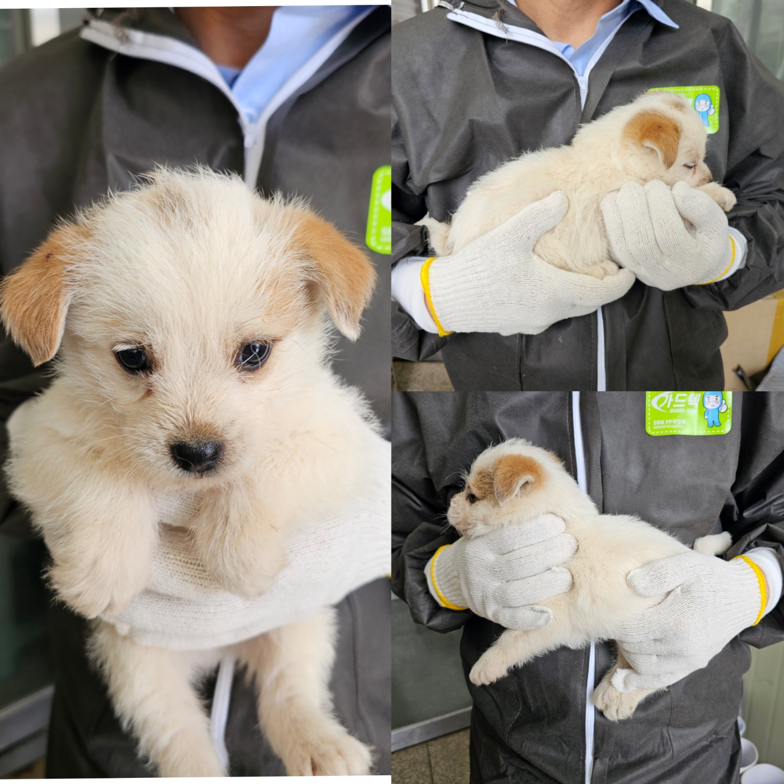 당진시동물보호소_444568202500189