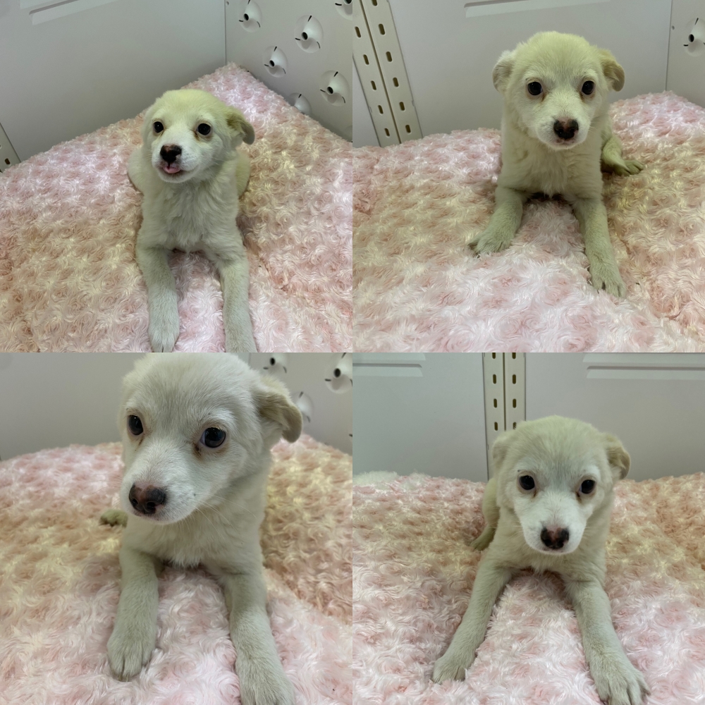 구미시 동물보호센터_447508202500662