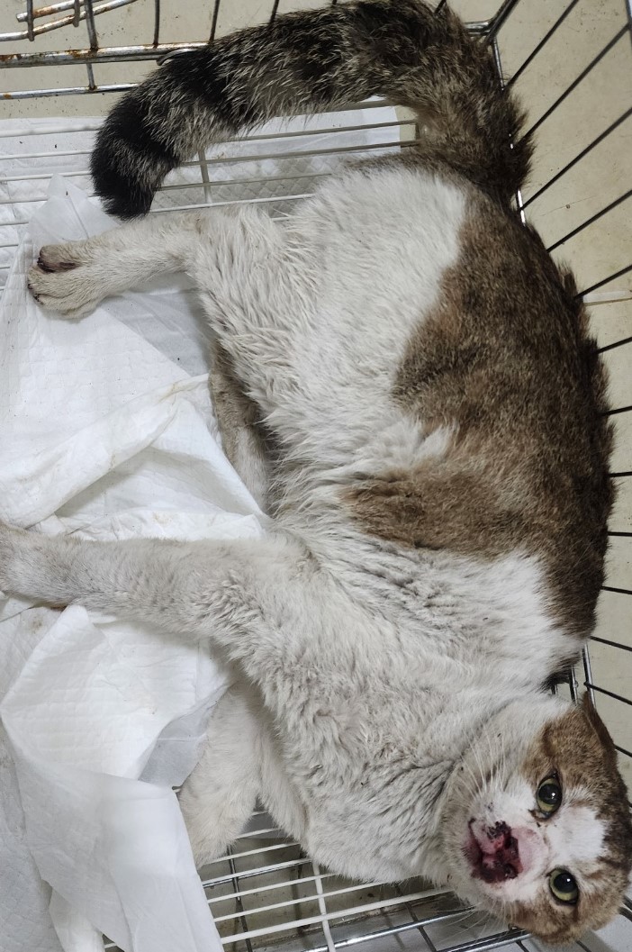 인천광역시수의사회_428351202500189