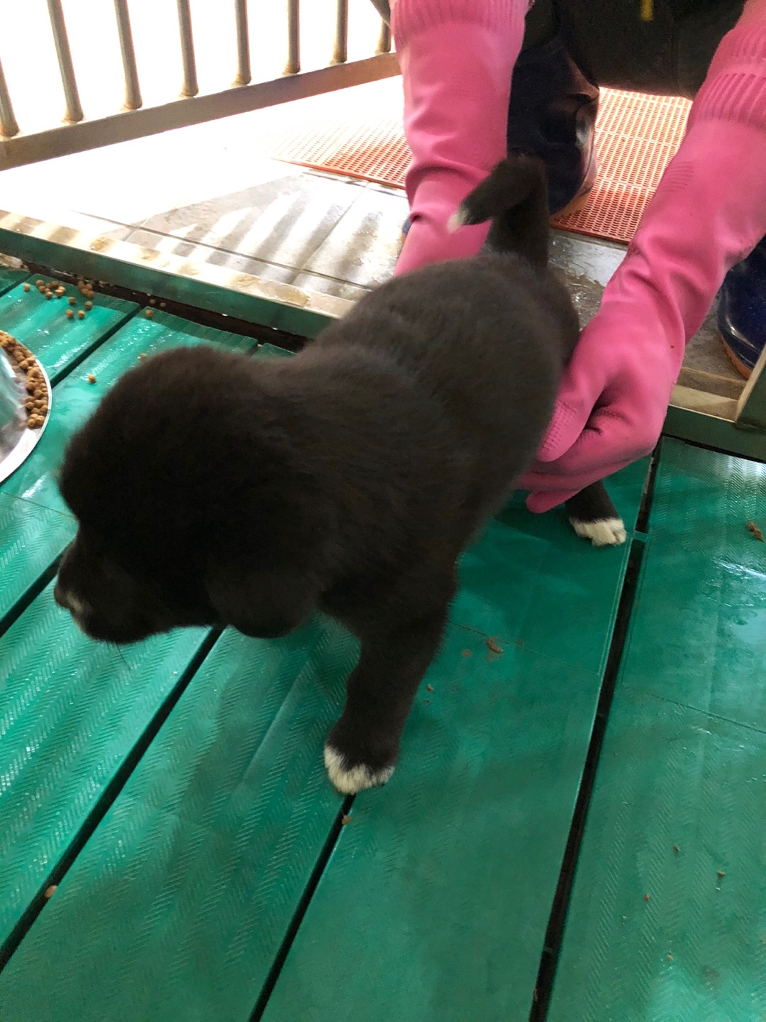 디디동물병원_428357202500453