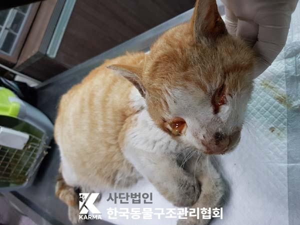 한국동물구조관리협회_441409202500582