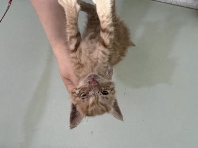 (사)동부동물보호협회_426331202500126