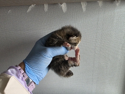 (사)동부동물보호협회_426331202500131